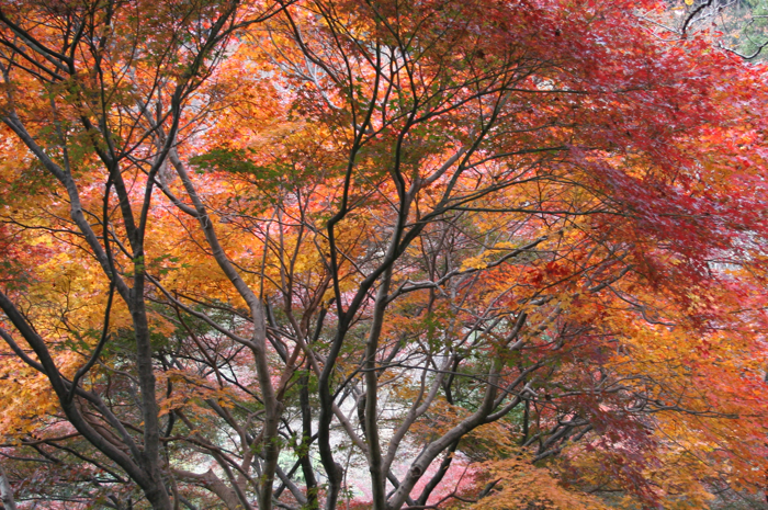 KiyomizuderaForestA