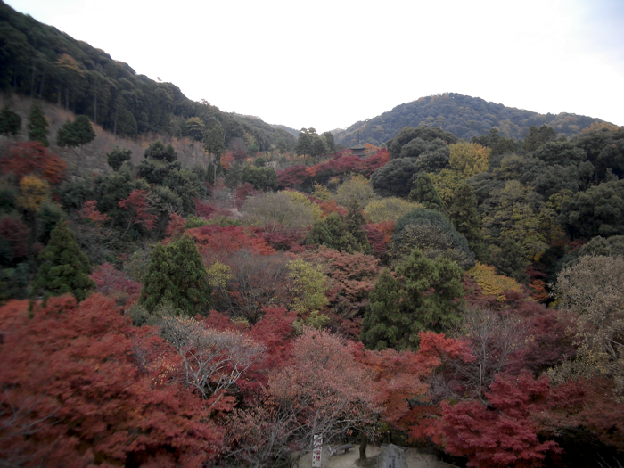 KiyomizuderaForestB