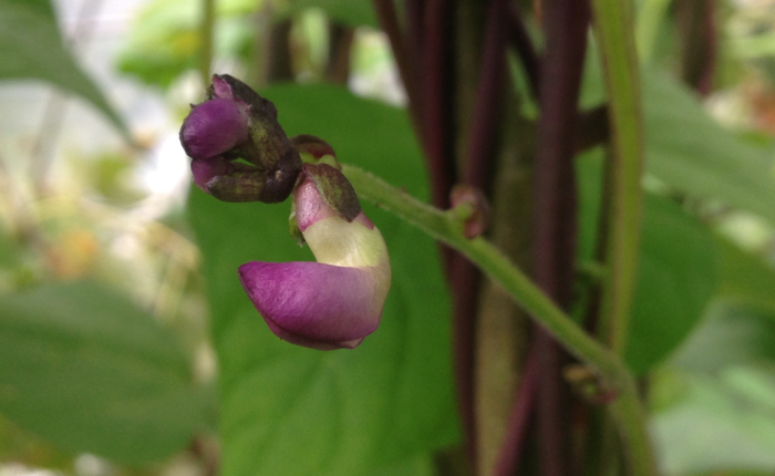 PurpleBeanFlowerBud