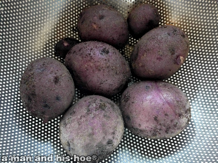 PurplePotatoesA