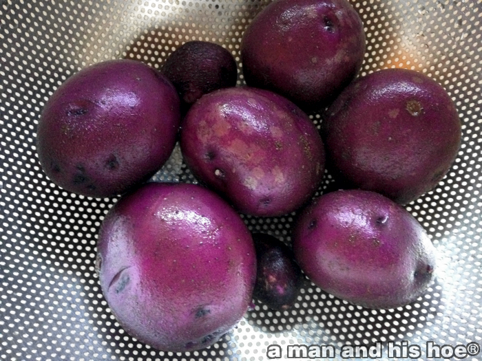 PurplePotatoesB