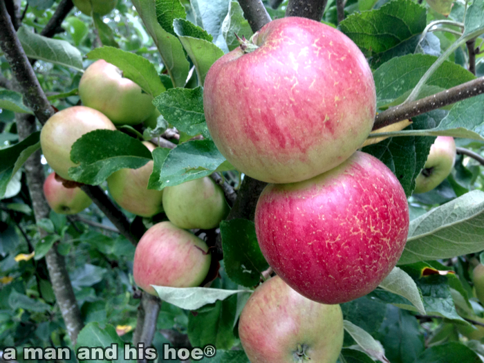 RipeningApplesA