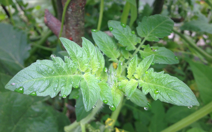 TomatoLeaves