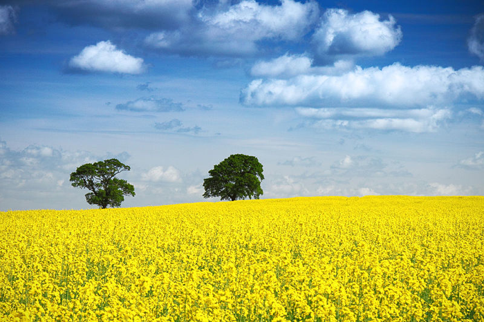 Zwei_Bäume_im_Rapsfeld,_blauer_Himmel