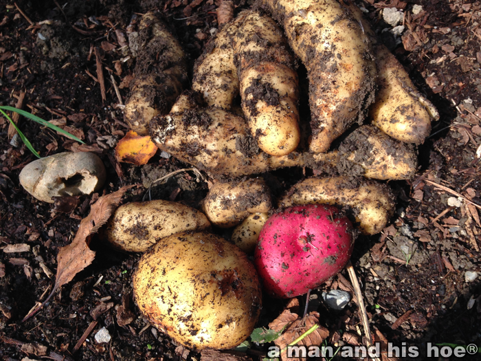 PotatoesOutOfTheGround