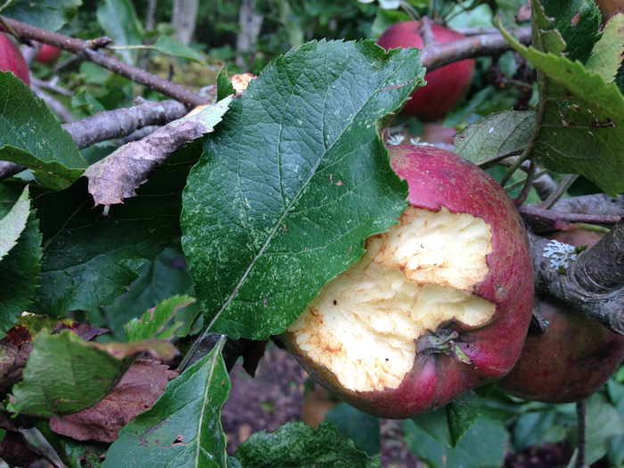 AppleHarvestA