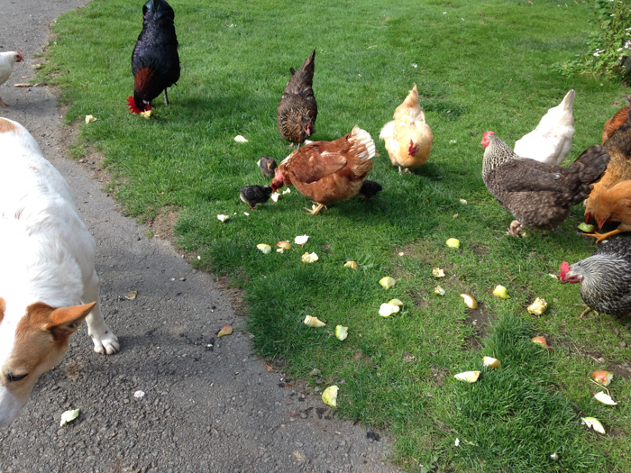 AppleHarvestC