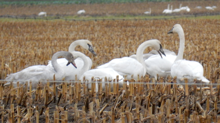 SwansInCornFieldA