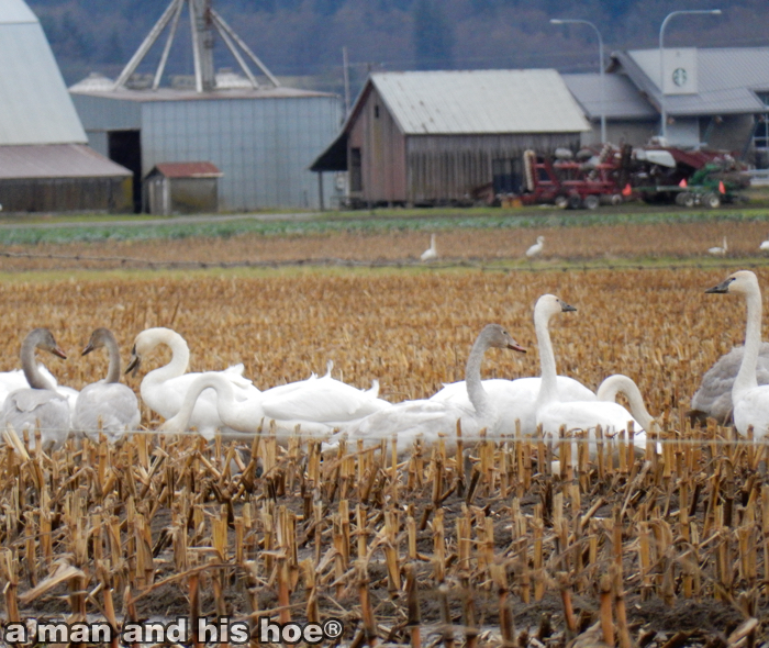 SwansInCornFieldB