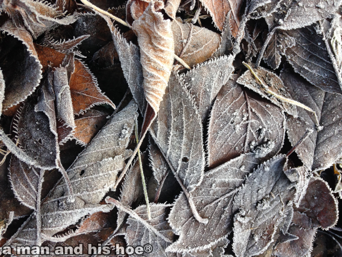 Frost141215A