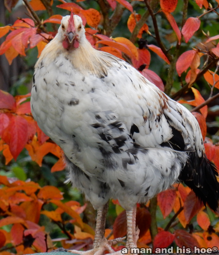 RoosterForDinnerA