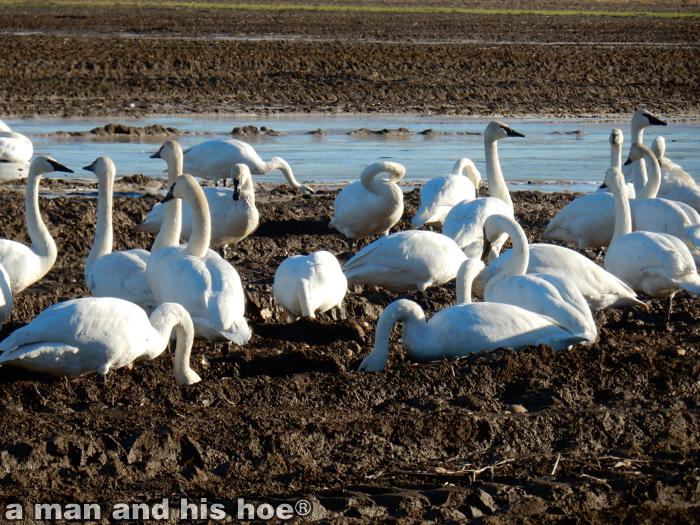 Swans141230C