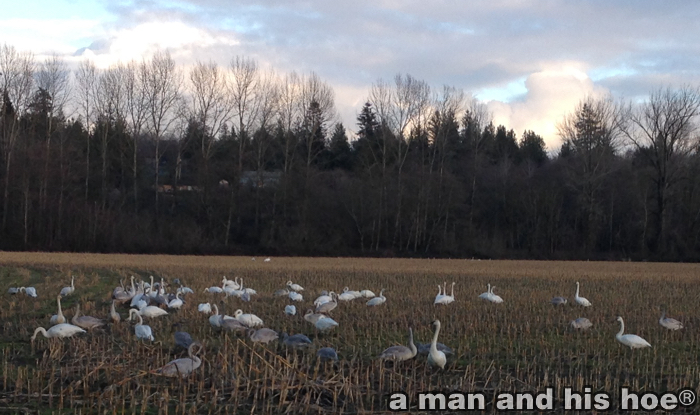 Swans20141224