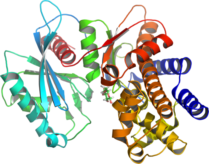 Glucokinase(hexokinase4)