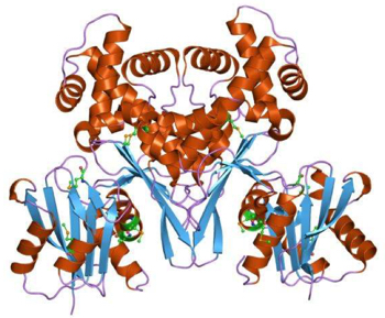 GlucokinaseMolecule