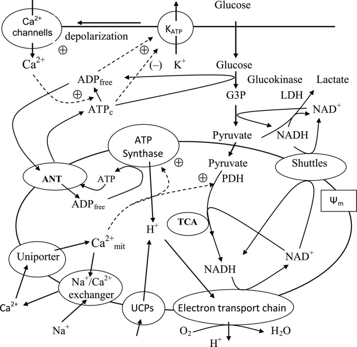 GlucoseSensing