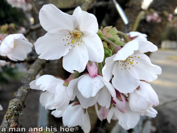 CherryBlossoms150307
