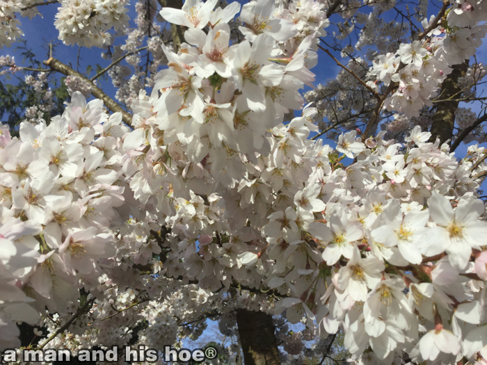 CherryBlossoms150312