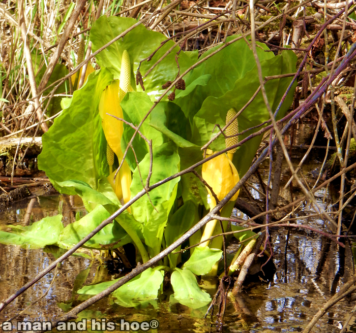 SkunkCabbage150318A