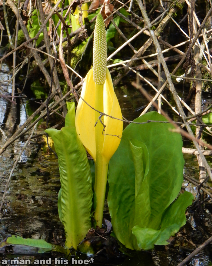 SkunkCabbage150318B