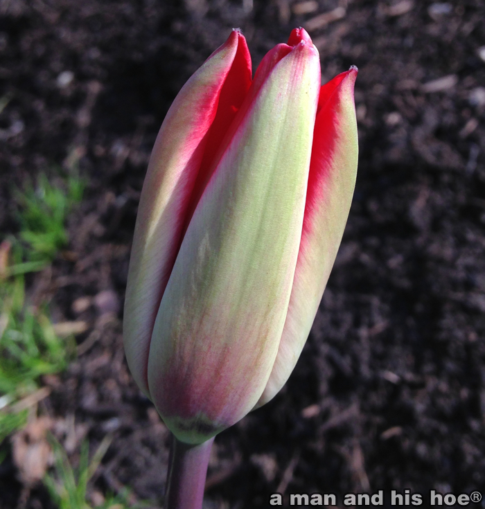 Tulip20150308