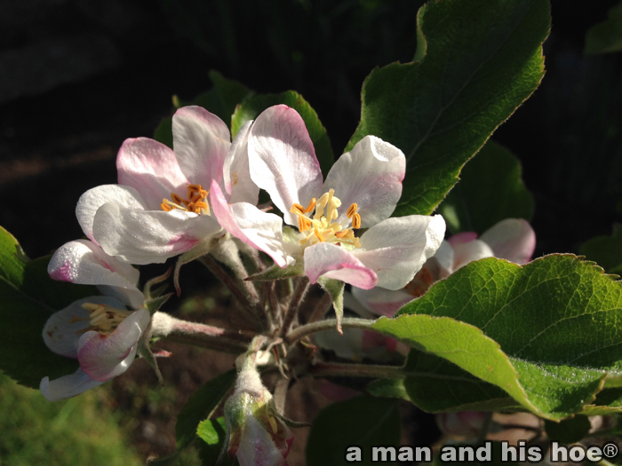 AppleBlossoms150420