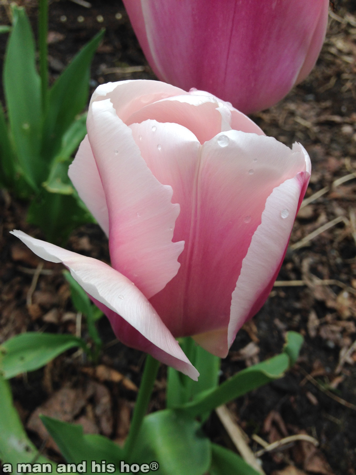 PinkTulipB