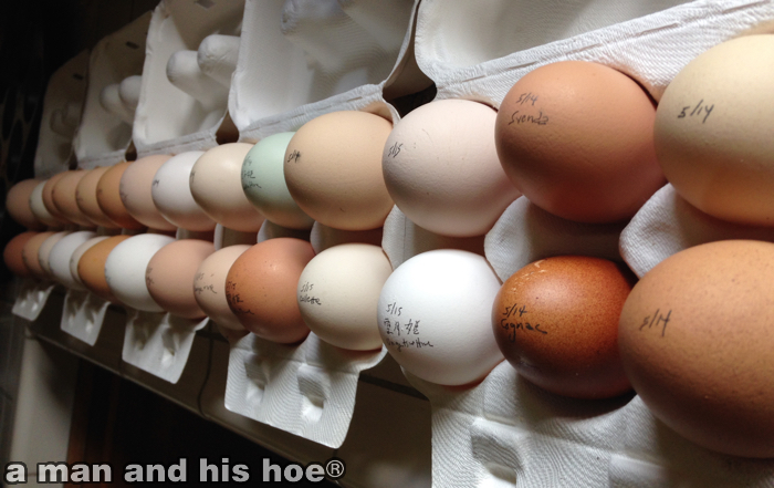 EggsForTweets20150516A