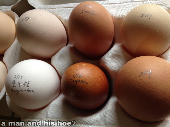 EggsForTweets20150516B