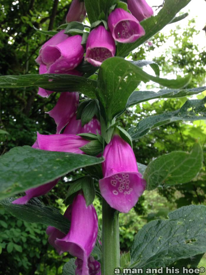 FoxGloves