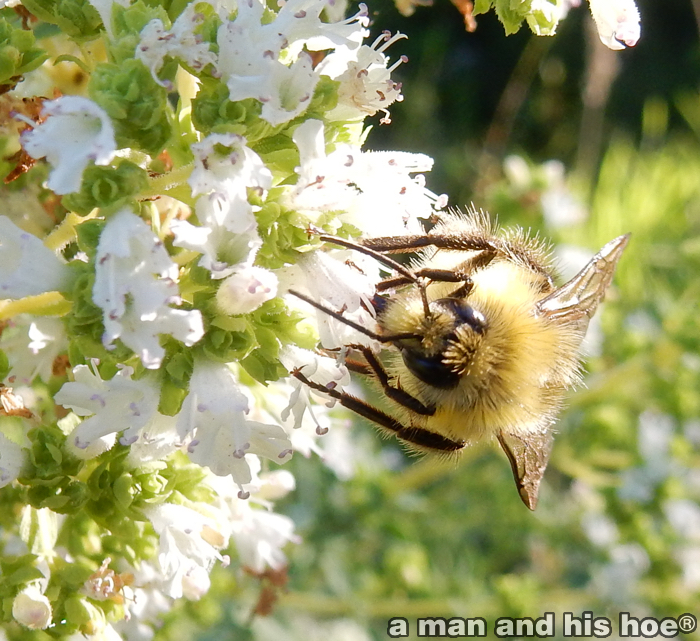 BeeOnOreganoFlowers