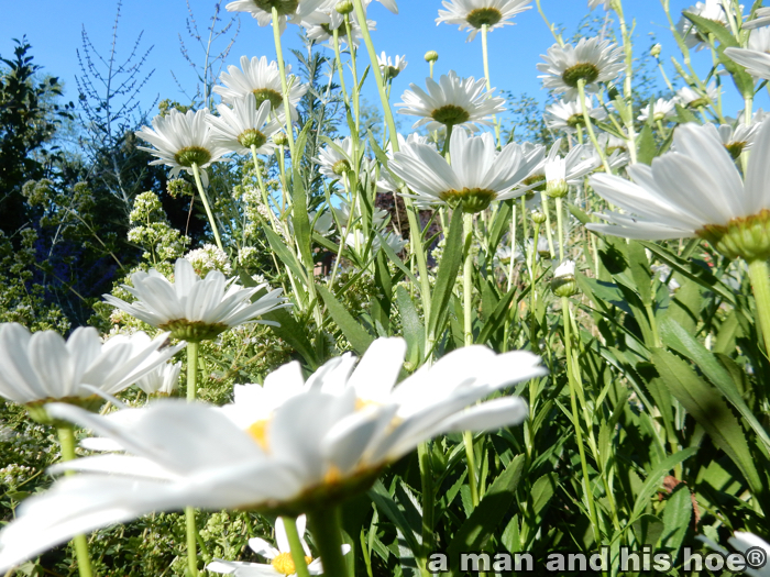 DaisiesAndSky