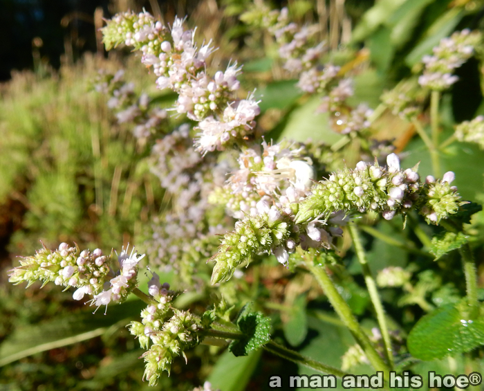 MintFlowers