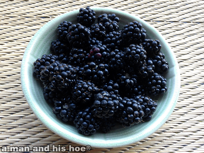 Blackberries