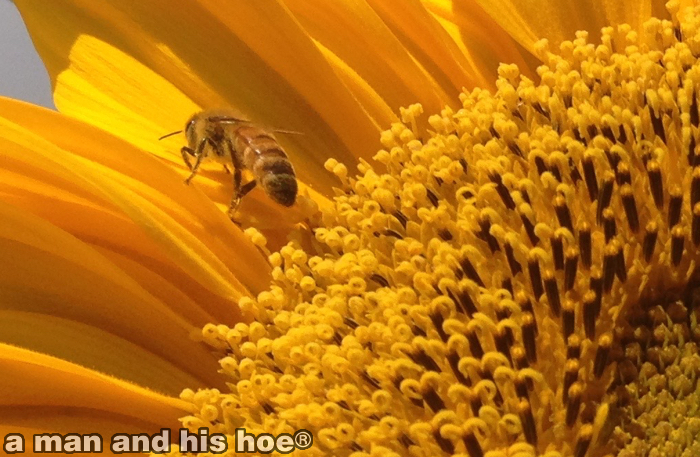 BeeOnSunflower