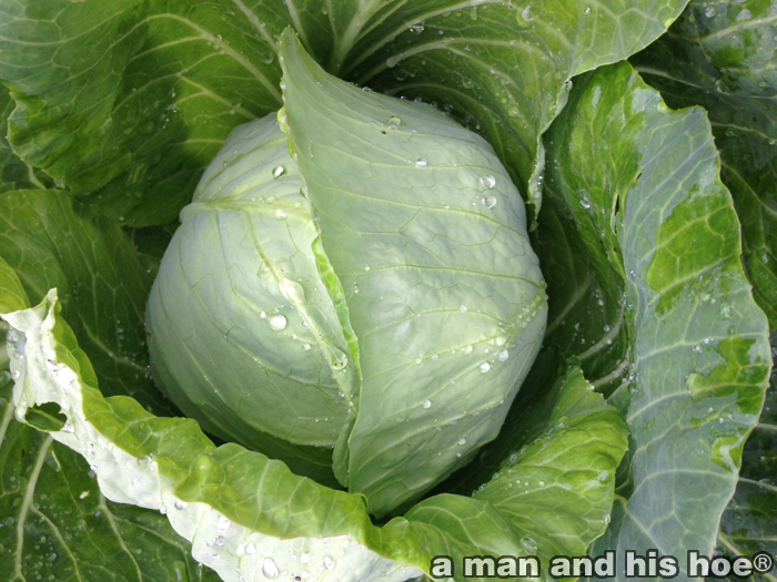 CabbageWet