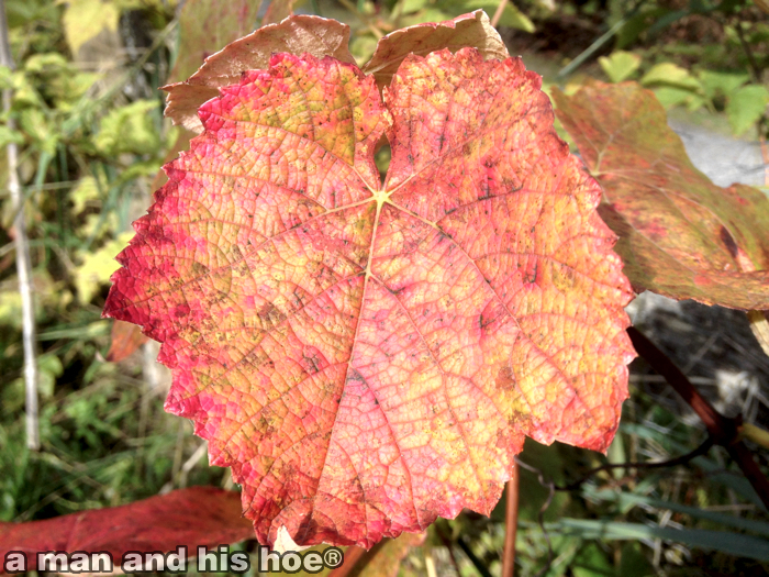 20151027GrapeLeafB