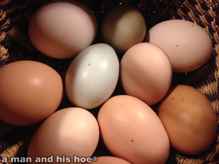 20151028eggs