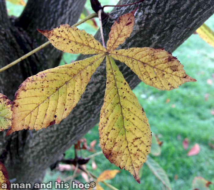 ChestnutLeaves