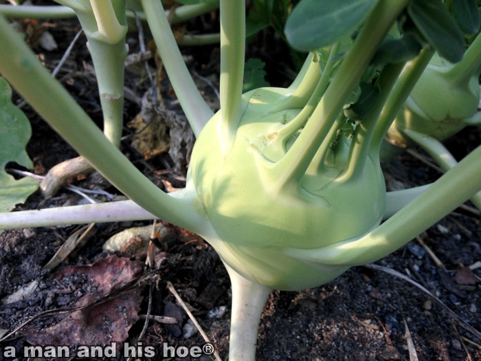 EveningKohlrabiA