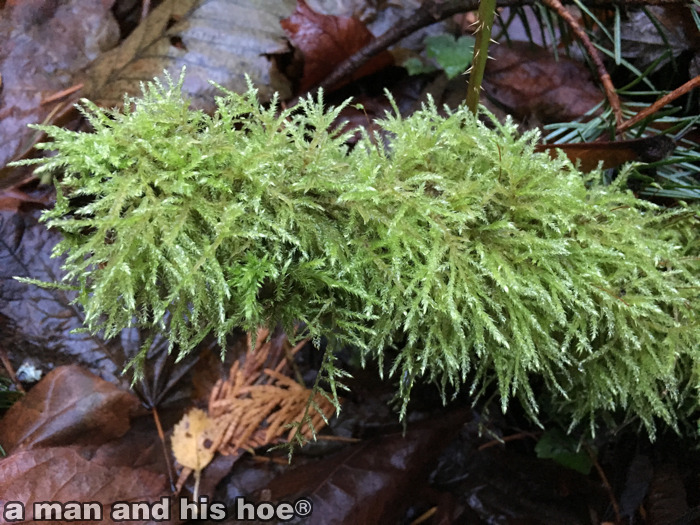 20151106B-Moss