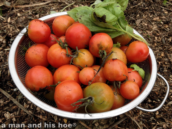 2051103F-tomatoes