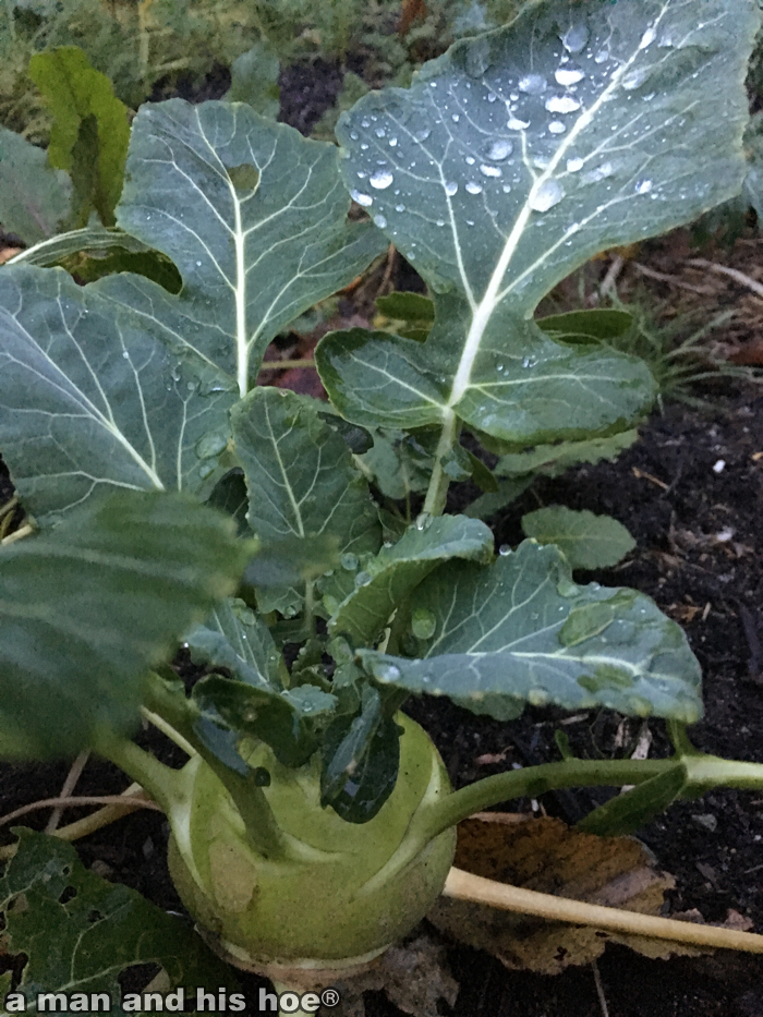 KohlrabiInTheEvening