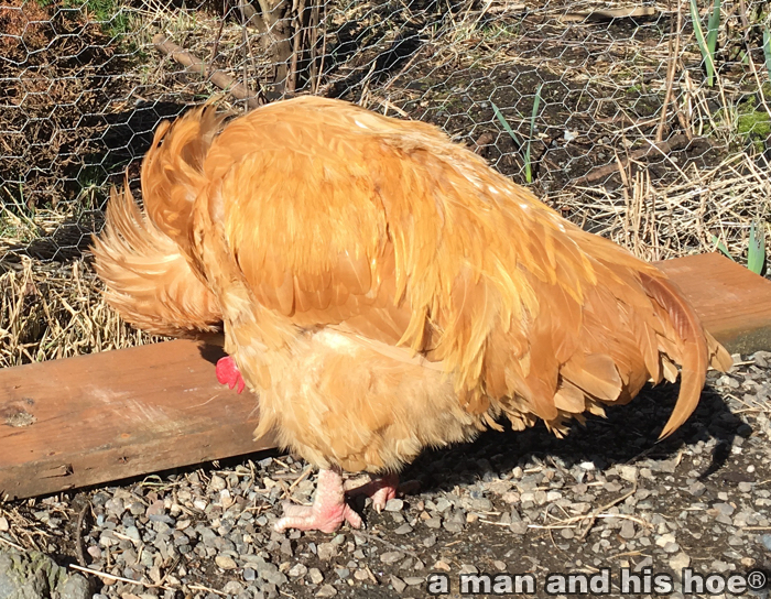 BillyPreening