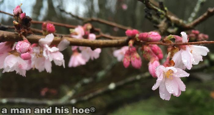 CherryBlossoms160211