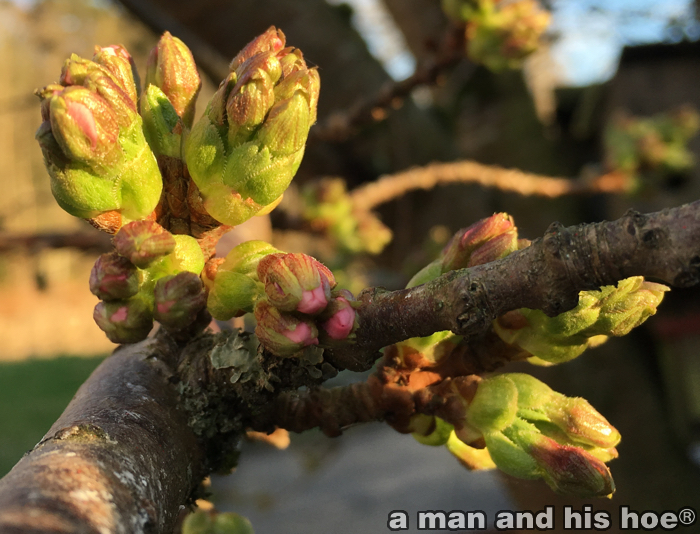 CherryBuds