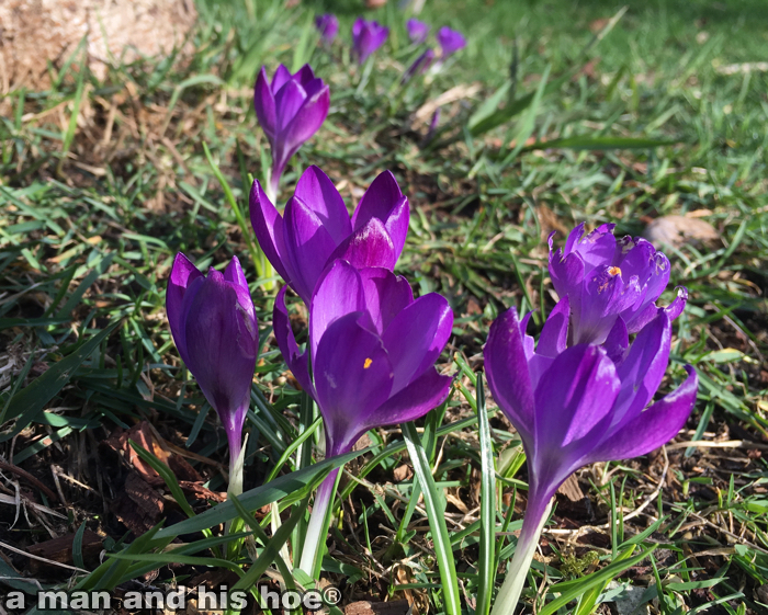 Crocus160220