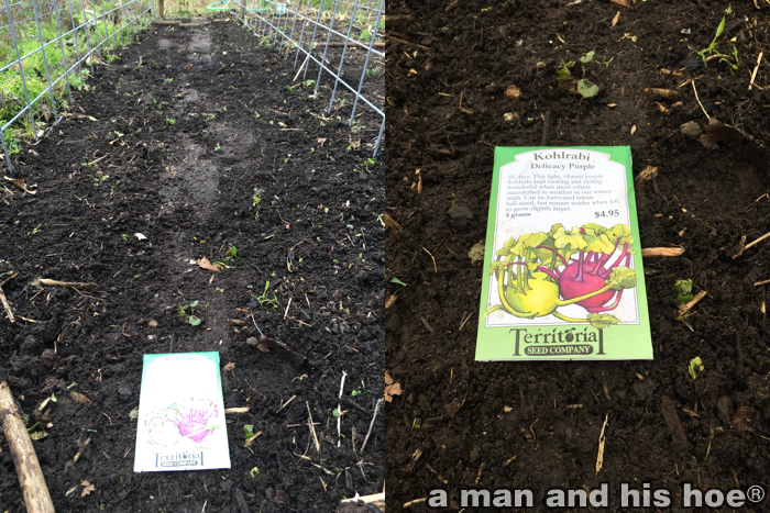 KohlrabiPlanting