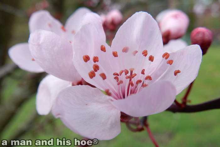 PlumBlossoms