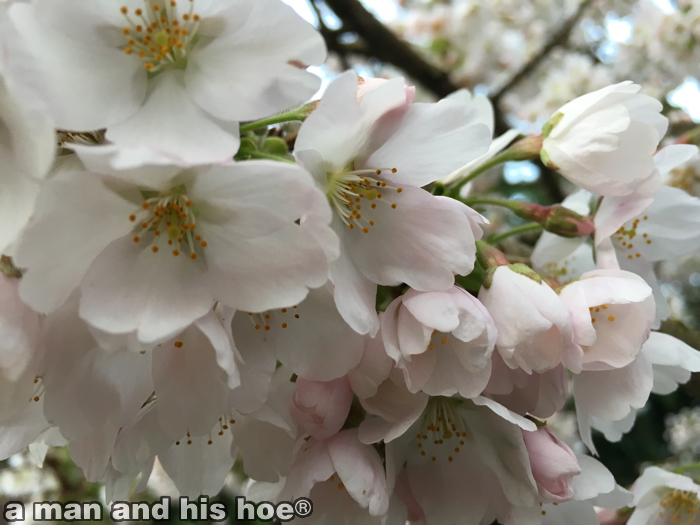 CherryBlossoms